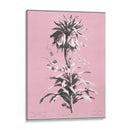 Dussurgey Imperiale En Rosa - Chabal Dussurgey | Cuadro decorativo de Canvas Lab