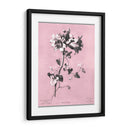 Dussurgey Amaryllis En Rosa - Chabal Dussurgey | Cuadro decorativo de Canvas Lab