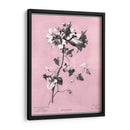 Dussurgey Amaryllis En Rosa - Chabal Dussurgey | Cuadro decorativo de Canvas Lab