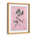 Dussurgey Amaryllis En Rosa - Chabal Dussurgey | Cuadro decorativo de Canvas Lab