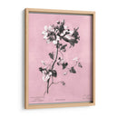 Dussurgey Amaryllis En Rosa - Chabal Dussurgey | Cuadro decorativo de Canvas Lab