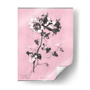 Dussurgey Amaryllis En Rosa - Chabal Dussurgey | Cuadro decorativo de Canvas Lab