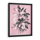 Dussurgey Ellebore En Rosa - Chabal Dussurgey | Cuadro decorativo de Canvas Lab