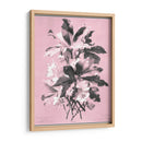 Dussurgey Ellebore En Rosa - Chabal Dussurgey | Cuadro decorativo de Canvas Lab