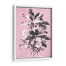Dussurgey Ellebore En Rosa - Chabal Dussurgey | Cuadro decorativo de Canvas Lab