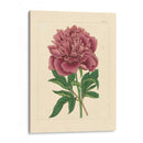 Evas Garden I - Vision Studio | Cuadro decorativo de Canvas Lab