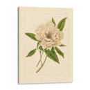 Evas Garding V - Vision Studio | Cuadro decorativo de Canvas Lab