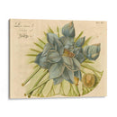 Lotus Flor Azul Ii - Vision Studio | Cuadro decorativo de Canvas Lab