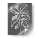Follaje Gráfico Ii - Vision Studio | Cuadro decorativo de Canvas Lab