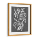 Follaje Gráfico Iii - Vision Studio | Cuadro decorativo de Canvas Lab