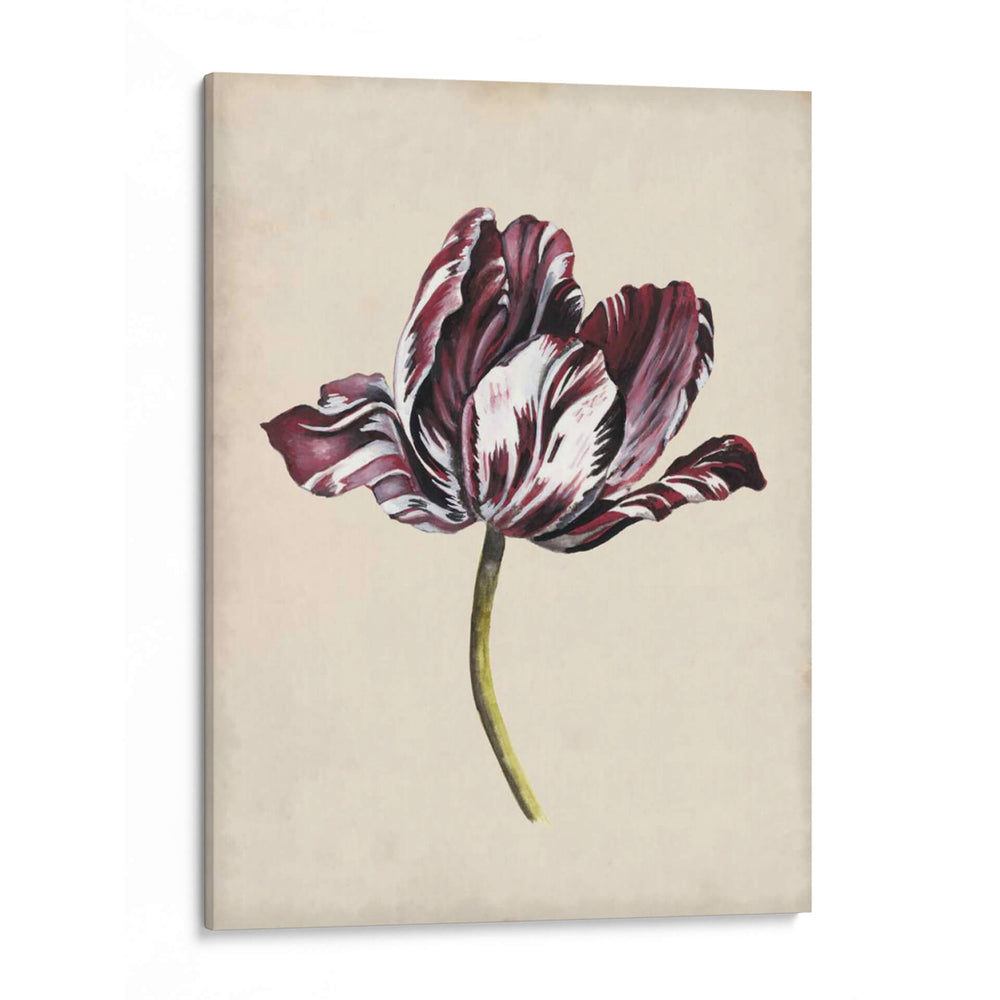 Estudio De Tulipán Antiguo I - Naomi McCavitt | Cuadro decorativo de Canvas Lab