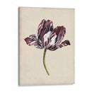 Estudio De Tulipán Antiguo I - Naomi McCavitt | Cuadro decorativo de Canvas Lab