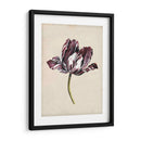 Estudio De Tulipán Antiguo I - Naomi McCavitt | Cuadro decorativo de Canvas Lab