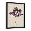 Estudio De Tulipán Antiguo I - Naomi McCavitt | Cuadro decorativo de Canvas Lab