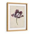 Estudio De Tulipán Antiguo I - Naomi McCavitt | Cuadro decorativo de Canvas Lab