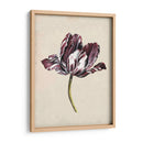 Estudio De Tulipán Antiguo I - Naomi McCavitt | Cuadro decorativo de Canvas Lab