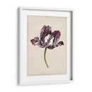 Estudio De Tulipán Antiguo I - Naomi McCavitt | Cuadro decorativo de Canvas Lab