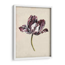 Estudio De Tulipán Antiguo I - Naomi McCavitt | Cuadro decorativo de Canvas Lab