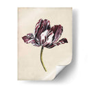 Estudio De Tulipán Antiguo I - Naomi McCavitt | Cuadro decorativo de Canvas Lab