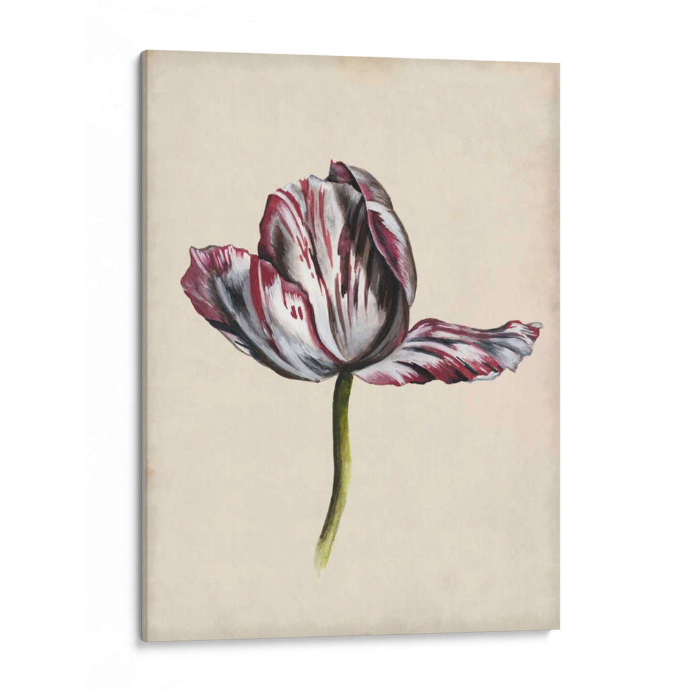 Estudio De Tulipán Antiguo Ii - Naomi McCavitt | Cuadro decorativo de Canvas Lab