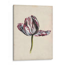 Estudio De Tulipán Antiguo Ii - Naomi McCavitt | Cuadro decorativo de Canvas Lab