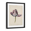 Estudio De Tulipán Antiguo Ii - Naomi McCavitt | Cuadro decorativo de Canvas Lab