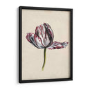 Estudio De Tulipán Antiguo Ii - Naomi McCavitt | Cuadro decorativo de Canvas Lab