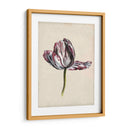 Estudio De Tulipán Antiguo Ii - Naomi McCavitt | Cuadro decorativo de Canvas Lab