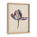 Estudio De Tulipán Antiguo Ii - Naomi McCavitt | Cuadro decorativo de Canvas Lab