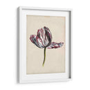 Estudio De Tulipán Antiguo Ii - Naomi McCavitt | Cuadro decorativo de Canvas Lab