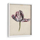Estudio De Tulipán Antiguo Ii - Naomi McCavitt | Cuadro decorativo de Canvas Lab