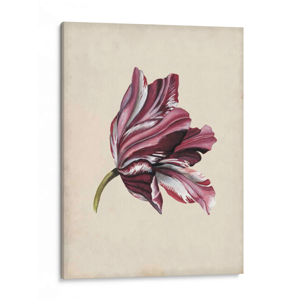 Estudio De Tulipán Antiguo Iii - Naomi McCavitt | Cuadro decorativo de Canvas Lab