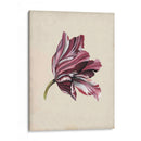 Estudio De Tulipán Antiguo Iii - Naomi McCavitt | Cuadro decorativo de Canvas Lab
