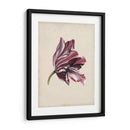 Estudio De Tulipán Antiguo Iii - Naomi McCavitt | Cuadro decorativo de Canvas Lab