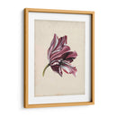 Estudio De Tulipán Antiguo Iii - Naomi McCavitt | Cuadro decorativo de Canvas Lab