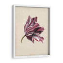 Estudio De Tulipán Antiguo Iii - Naomi McCavitt | Cuadro decorativo de Canvas Lab