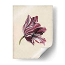 Estudio De Tulipán Antiguo Iii - Naomi McCavitt | Cuadro decorativo de Canvas Lab