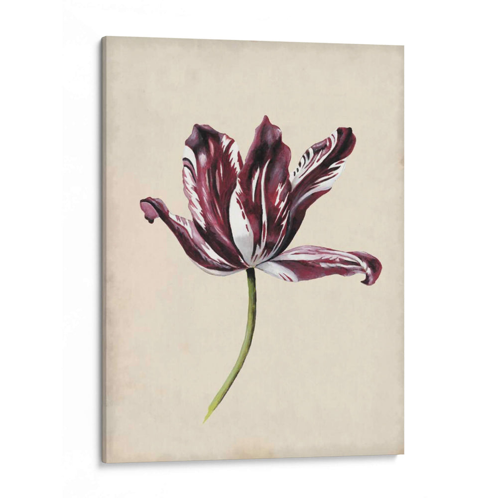 Estudio De Tulipán Antiguo Iv - Naomi McCavitt | Cuadro decorativo de Canvas Lab