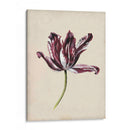 Estudio De Tulipán Antiguo Iv - Naomi McCavitt | Cuadro decorativo de Canvas Lab