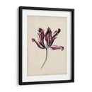 Estudio De Tulipán Antiguo Iv - Naomi McCavitt | Cuadro decorativo de Canvas Lab