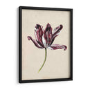 Estudio De Tulipán Antiguo Iv - Naomi McCavitt | Cuadro decorativo de Canvas Lab