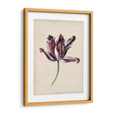 Estudio De Tulipán Antiguo Iv - Naomi McCavitt | Cuadro decorativo de Canvas Lab