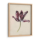 Estudio De Tulipán Antiguo Iv - Naomi McCavitt | Cuadro decorativo de Canvas Lab