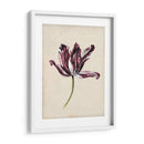 Estudio De Tulipán Antiguo Iv - Naomi McCavitt | Cuadro decorativo de Canvas Lab