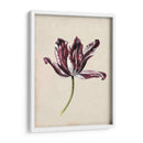 Estudio De Tulipán Antiguo Iv - Naomi McCavitt | Cuadro decorativo de Canvas Lab