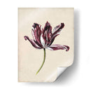 Estudio De Tulipán Antiguo Iv - Naomi McCavitt | Cuadro decorativo de Canvas Lab