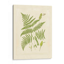 Helechos Con Platemarca I - Vision Studio | Cuadro decorativo de Canvas Lab