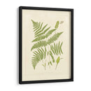 Helechos Con Platemarca I - Vision Studio | Cuadro decorativo de Canvas Lab