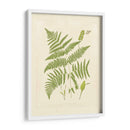 Helechos Con Platemarca I - Vision Studio | Cuadro decorativo de Canvas Lab