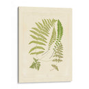 Helechos Con Platemark Ii - Vision Studio | Cuadro decorativo de Canvas Lab